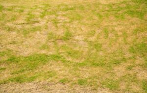 Dead grass