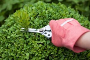 Shrubs in Elkhart