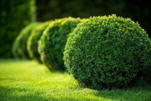 Shrubs in Elkhart