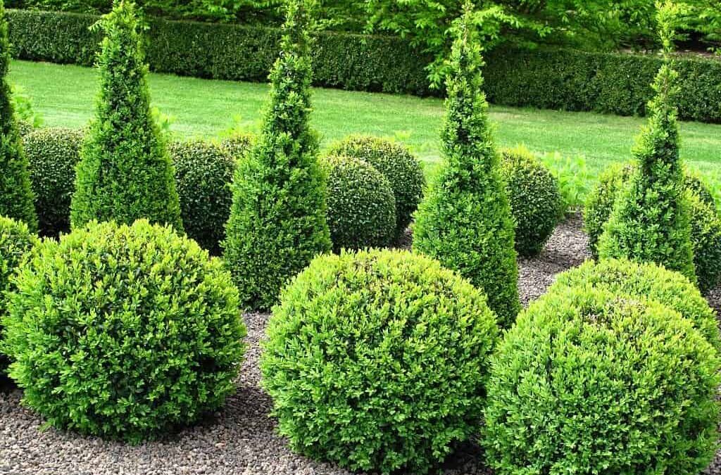 Get Your Shrubs Into Shape!
