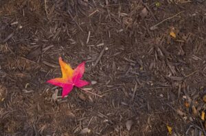 Mulch In Fall in Elkhart INDIANA