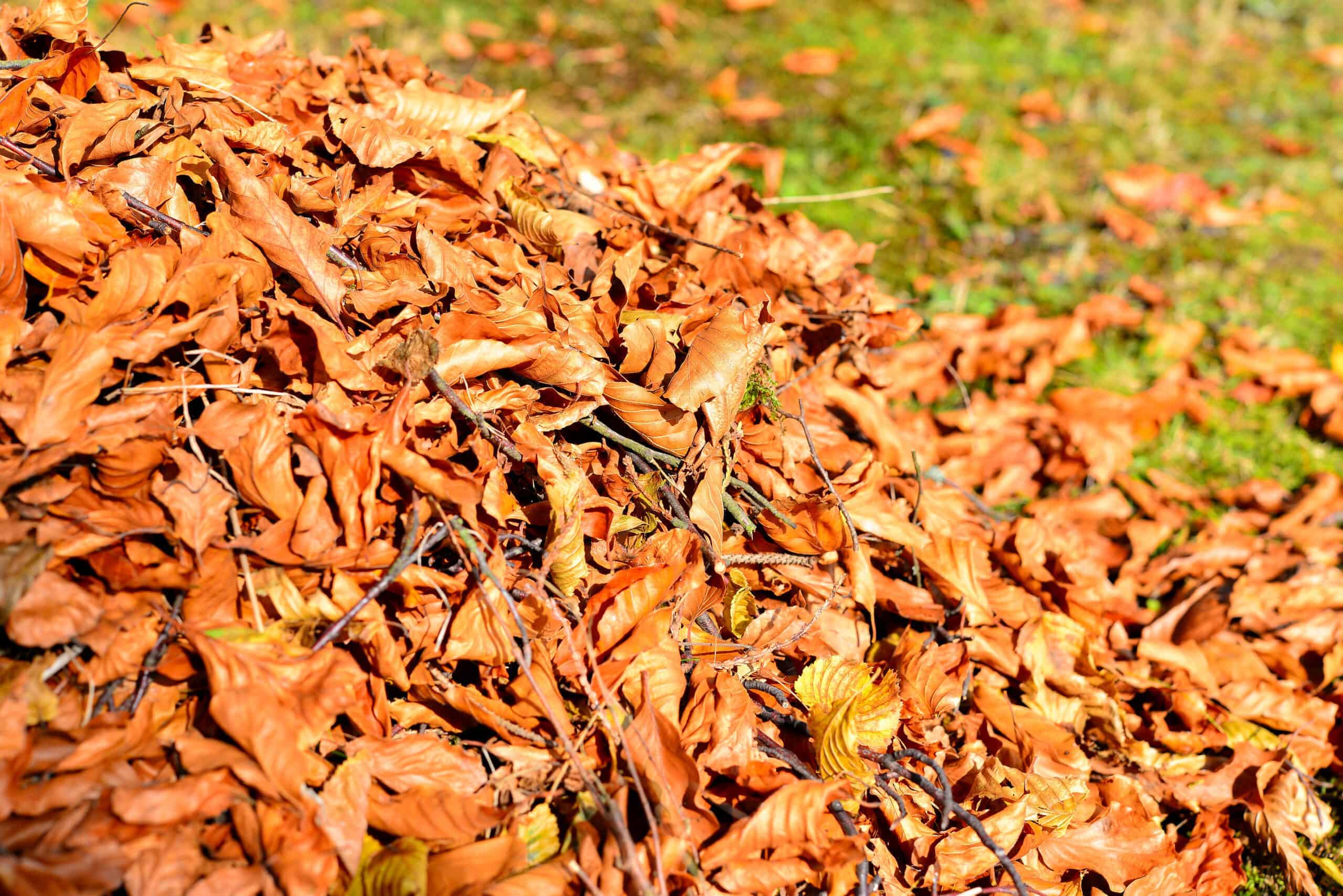Make your fall cleanup a breeze with expert leaf removal advice, and consider Busy Lil Beavers for top-notch service.