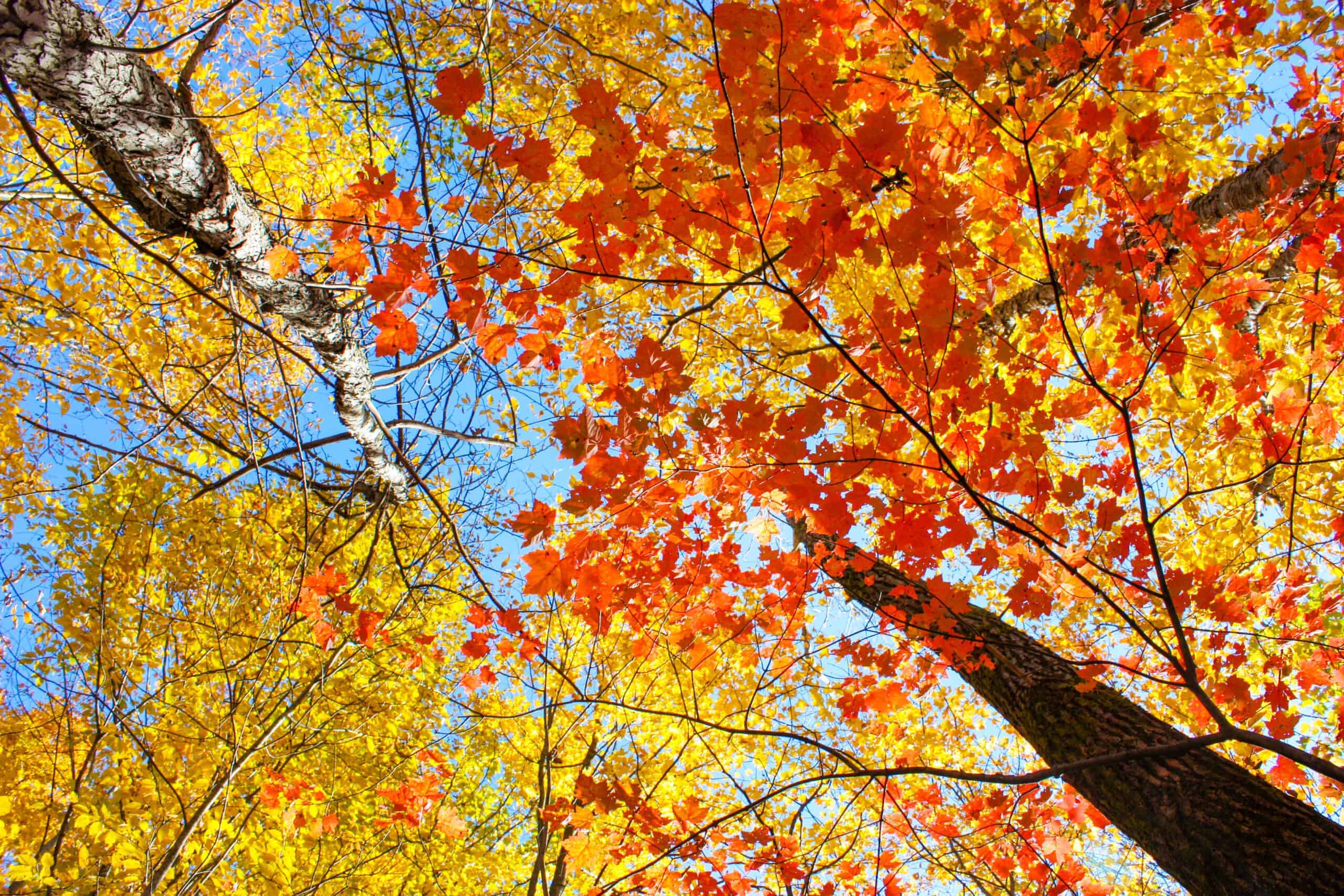 Discover hassle-free leaf removal tips for homeowners and the benefits of professional services with Busy Lil Beavers.