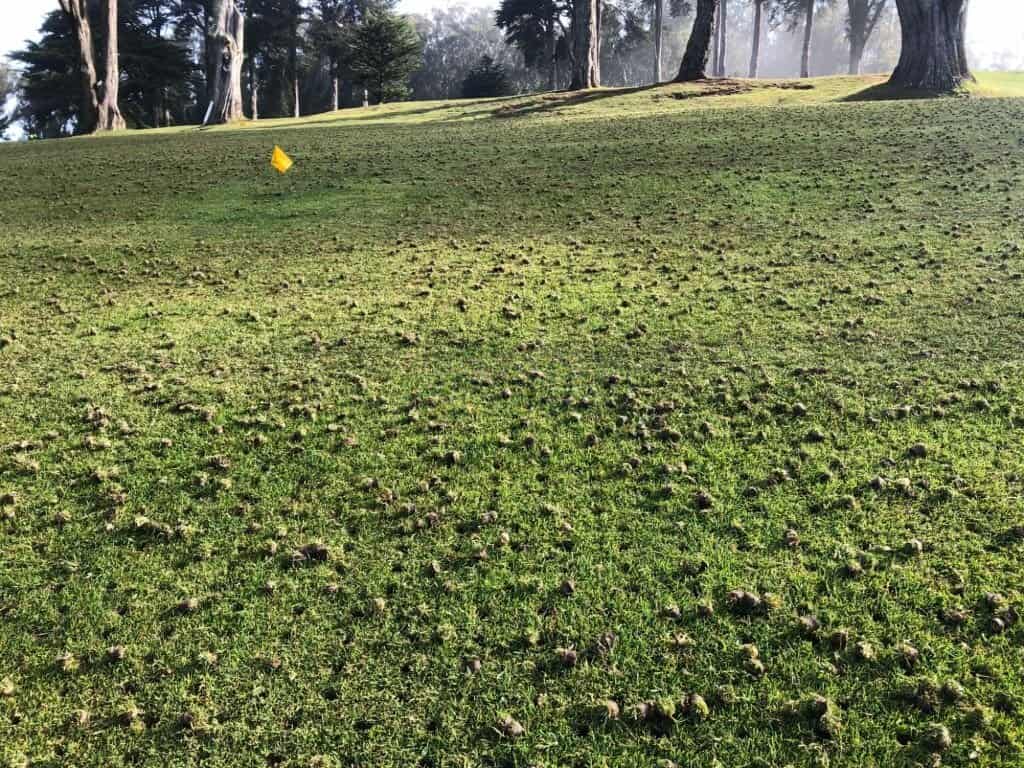 A closeup photo of an aerated golf fairway. help with aeration in Granger, South Bend, or Elkhart, Indiana