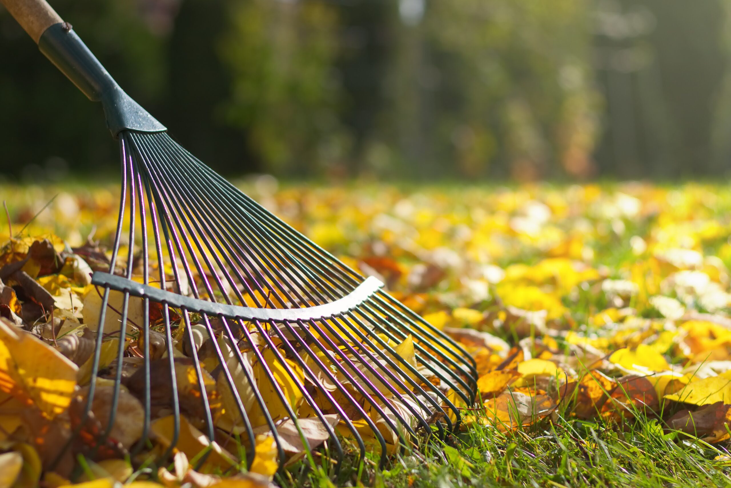 Get started on your cleanup so your lawn is ready for spring.