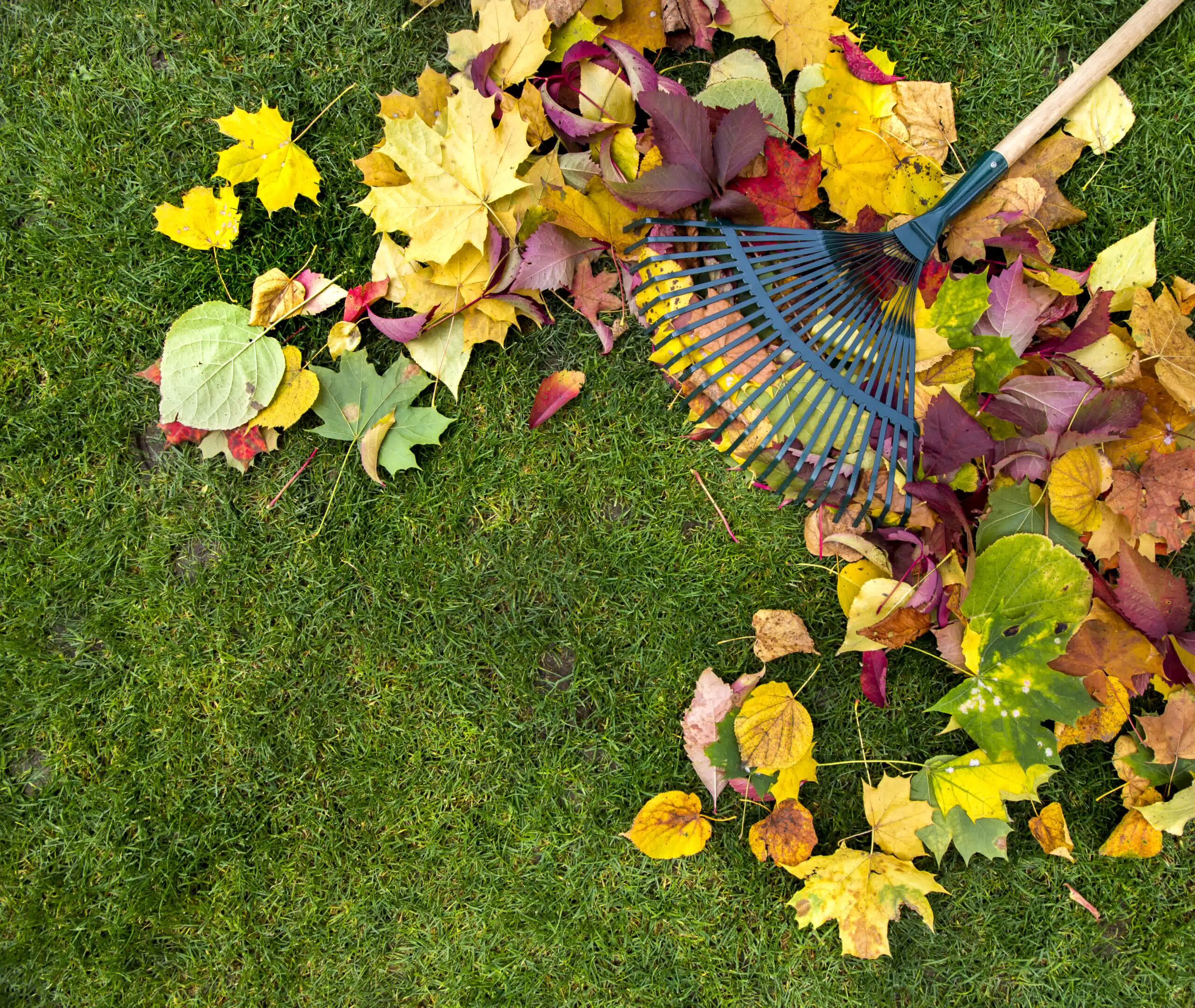 A clean lawn like this one requires proper cleanups.