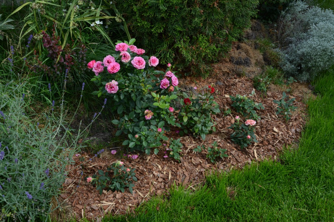 A vibrant garden with new mulch installed.