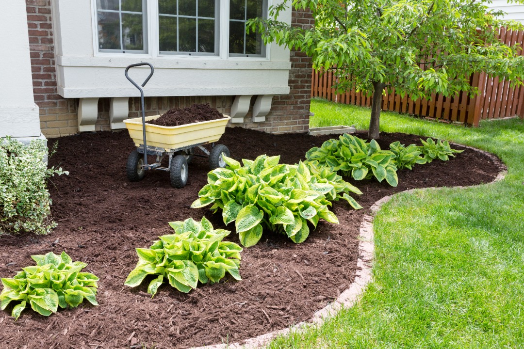 Fresh mulch surrounds hostas and a tree in a curved garden bed with a yellow cart in front of a brick home and window.